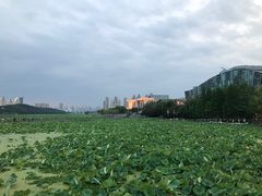 -月湖风景区
