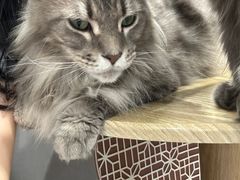 -楼上猫咖(罗湖店)