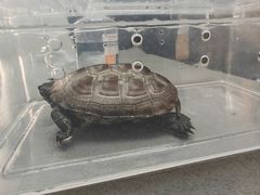 -爱侣宠医·鹦鹉专科·小型哺乳类·异宠专科(灵石路店)