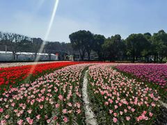 -大宁郁金香公园-停车场