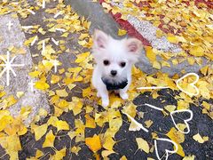 -四川大学(华西校区)