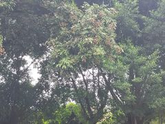 -张坝桂圆林公园