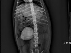 -瑞派动物医院·猫专科·至诚(江南中分院)