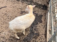 -北京鹿世界主题园