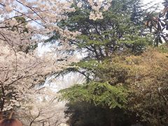 -武汉大学-樱园