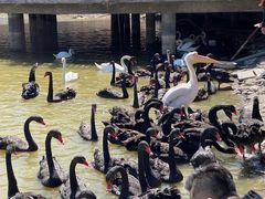 -新疆天山野生动物园