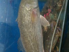 -宾朋海鲜特色美食餐厅·纯手工鲅鱼水饺(兴海路店)