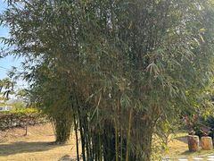 -芒洲湿地公园