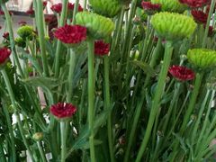 -茶缸AMOKKA COFFEE