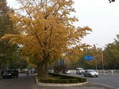 android_upload_pic-三里屯东五街银杏大道