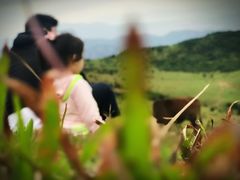-大姆山草场
