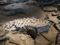 -自贡恐龙博物馆