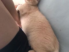 -屋虎猫馆(宝安大仟里店)