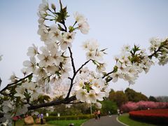 -九里河湿地公园
