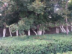 -桔子酒店(天津五大道店)