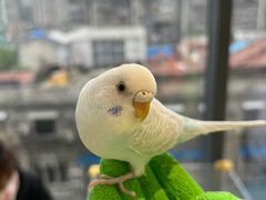 -怪兽屋·羊驼·猫咖·狗咖(俊华广场店)