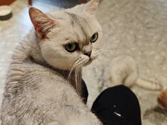 -米乐乖乖猫咪咖啡馆·猫咖(深圳湾后海汇店)