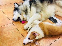 -more than meow吴止猫主题餐厅(承德 中船汇店)