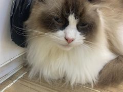 -李小姐の猫咖啡馆(五角场店)