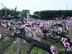 -南汇桃花村