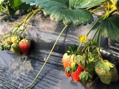 -胜丰草莓采摘园