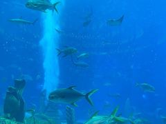 -亚特兰蒂斯•OSSIANO奥西亚诺海底餐厅
