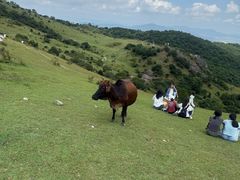 -大姆山草场