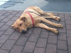 -江湖餐厅–重庆九宫格老火锅