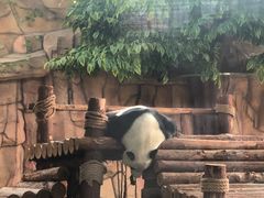 -泉州海丝野生动物世界