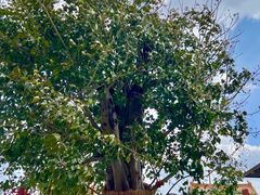 -崇圣寺三塔文化旅游区