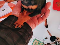 -宠福鑫康馨动物医院·骨科·眼科