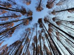 -黄海国家森林公园