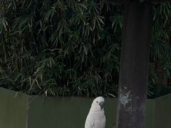 -上海野生动物园