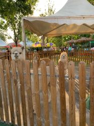 点击看大图 -萌宠亲子动物乐园(槐房万达店)