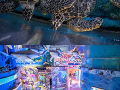 -烟台海昌鲸鲨海洋公园