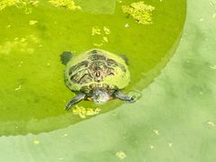 -槟城植物园