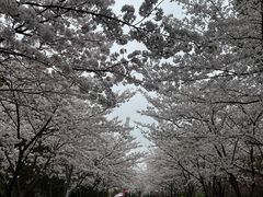 -高东镇樱花园