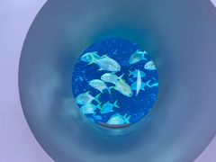 -上海海昌海洋公园