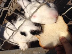 iphone_upload_pic-意大利农场度假村