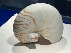 -贝壳王国博物馆