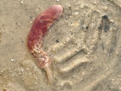 -红树林天天赶海