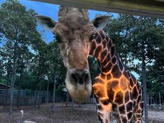 -清迈夜间动物园