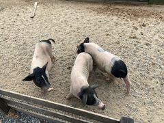 -前小桔亲子创意农场·草莓采摘·露营烧烤