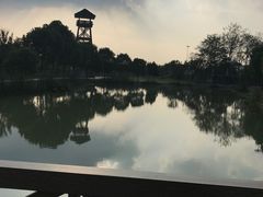 -中国扬子鳄村