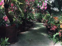 -呀路古热带植物园