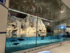 -帝企鹅自助餐厅•儿童岛•真企鹅(长隆企鹅酒店)