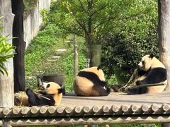 -中国大熊猫保护研究中心雅安碧峰峡基地