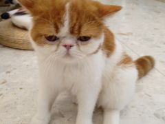 -飞行喵MR PILOT|猫舍·猫咖(静安大融城店)