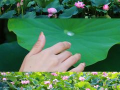 -南翠屏公园
