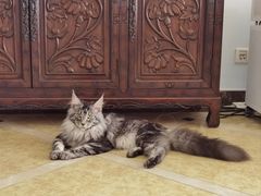-猫大福·Fortune Cat猫舍(百子湾店)